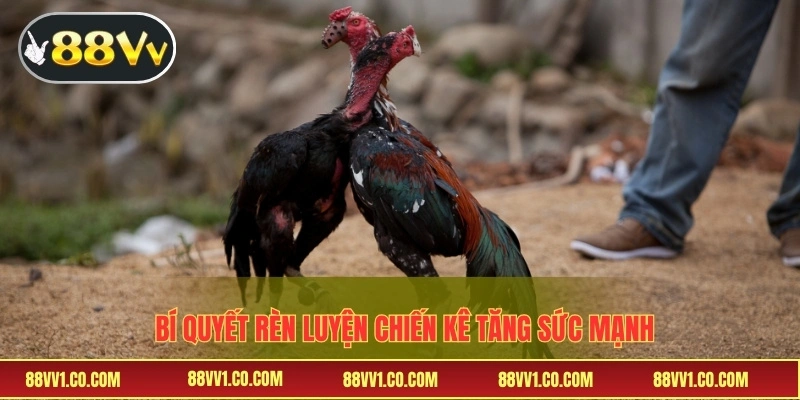 Bí quyết rèn luyện chiến kê tăng sức mạnh
