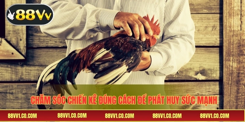 Chăm sóc chiến kê đúng cách để phát huy sức mạnh