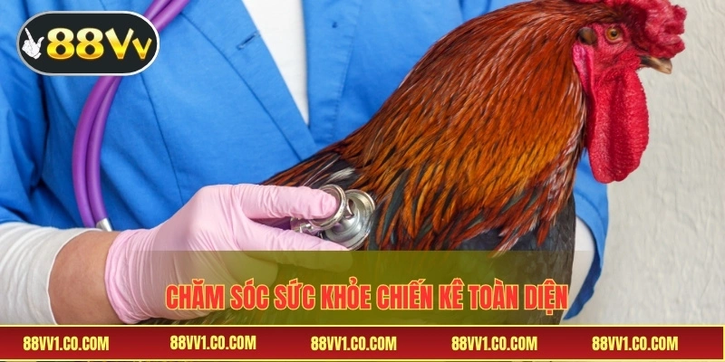 Chăm sóc sức khỏe chiến kê toàn diện