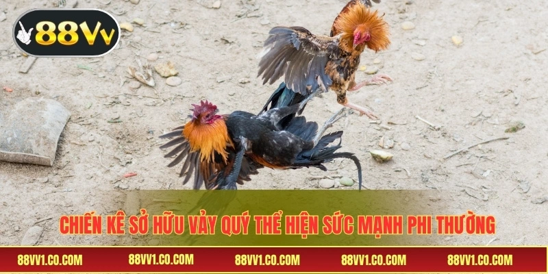 Chiến kê sở hữu vảy quý thể hiện sức mạnh phi thường