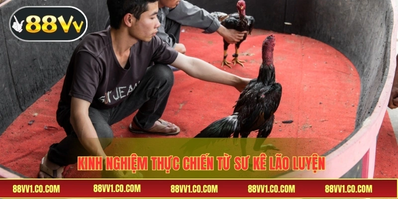 Kinh nghiệm thực chiến từ sư kê lão luyện