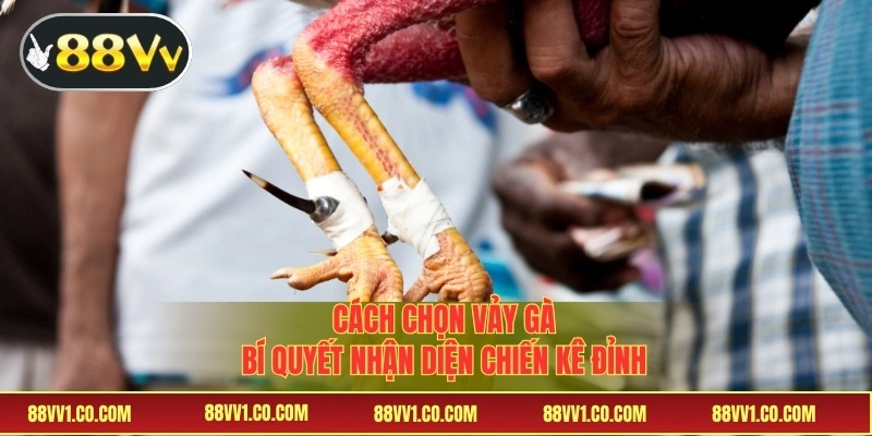 Cách chọn vảy gà