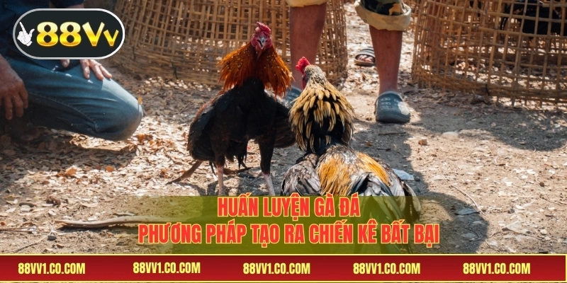 Huấn luyện gà đá