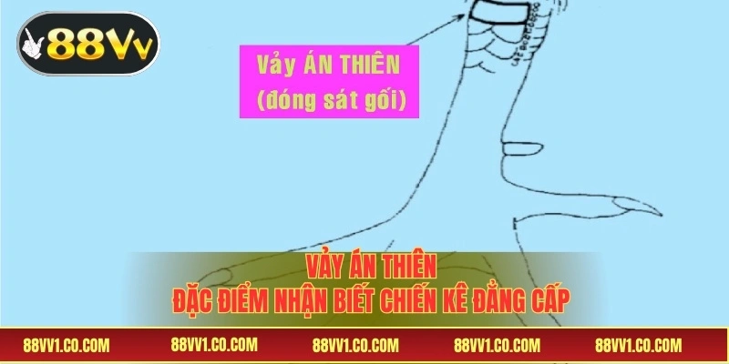 Vảy Án Thiên