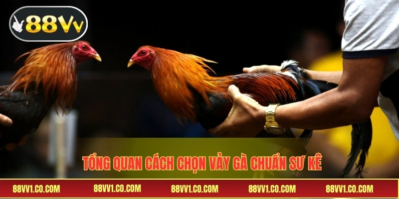 Tổng quan cách chọn vảy gà chuẩn sư kê
